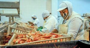 Luego de 8 años, Argentina volvió a exportar langostinos a Brasil