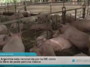Recomendaciones de Senasa para reforzar la bioseguridad en las granjas porcinas
