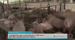 Recomendaciones de Senasa para reforzar la bioseguridad en las granjas porcinas