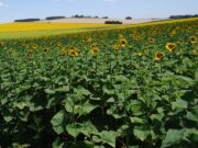 INTA presento el libro «Los desafíos de la agricultura global»