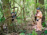 Los bosques andinos actúan como grandes depósitos de carbono
