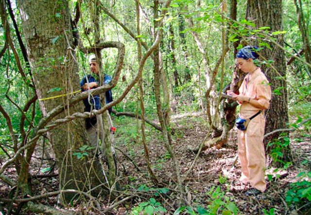 26 - 04 -bosques andinos - investigación