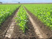 La actividad inmobiliaria rural creció 11,2 %