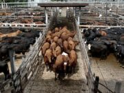“El campo cordobés, en alerta y movilización”