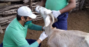 Realizaron actividades de sanidad en más de 500 cabras de productores del norte puntano
