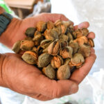 Almendras-Agencia-1