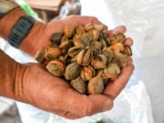 Sol Puntano brinda el servicio de descascarado de almendras a pequeños y medianos productores de la provincia