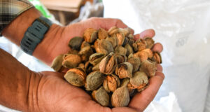 Sol Puntano brinda el servicio de descascarado de almendras a pequeños y medianos productores de la provincia