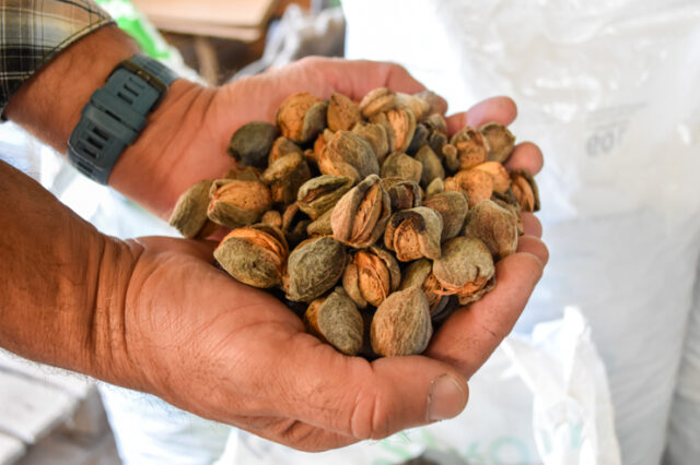Almendras-Agencia-1