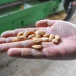 Almendras-Agencia-3