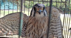 Centro de Conservación de Vida Silvestre: en el último mes ingresaron 57 animales rescatados