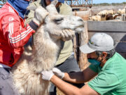 El Ministerio de Producción realizó acciones de sanidad animal en la Comunidad Huarpe de Guanacache