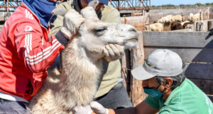 El Ministerio de Producción realizó acciones de sanidad animal en la Comunidad Huarpe de Guanacache