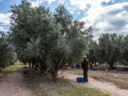 “Sol Puntano” comenzó la cosecha de aceitunas
