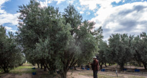 “Sol Puntano” comenzó la cosecha de aceitunas