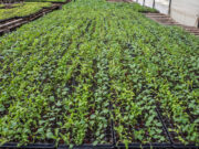 Rechazo a la posición argentina en el Comité de Seguridad Alimentaria de la FAO