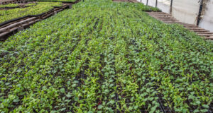 Rechazo a la posición argentina en el Comité de Seguridad Alimentaria de la FAO