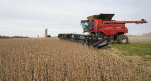 Cuánto se pierde por hectárea por errores en la cosecha de soja