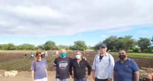 Acción comunitaria para trasplantar 550 mil plantines de cebolla en un campo de Quines