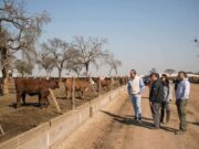 Hallaron más hacienda robada en otro campo que pertenece al senador José Alperovich