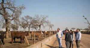 Hallaron más hacienda robada en otro campo que pertenece al senador José Alperovich