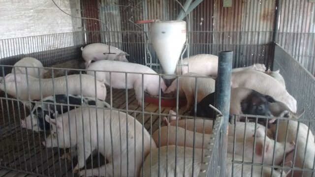 criadero_de_cerdos_2