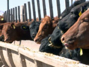 Hay preocupación por la reducción de animales en los feedlots