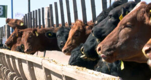 Hay preocupación por la reducción de animales en los feedlots