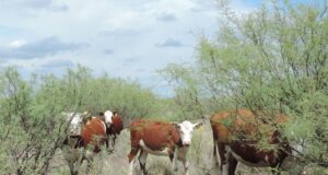 Sur de San Luis: con buen manejo del rodeo, se pueden reducir un 30 % las emisiones de GEI