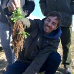 gerva – muestra planta
