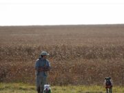 Senasa: conceptos básicos de sanidad animal para cazadores