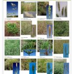 inta_lamina_1_hoja_angostaa_page-0001