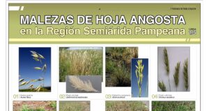 Láminas descargables: crean fichas de reconocimiento de malezas del semiárido pampeano