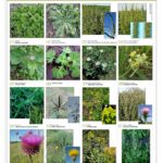 inta_lamina_3_hoja_anchaa_page-0001 (1)