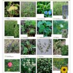 inta_lamina_4_hoja_anchab_page-0001