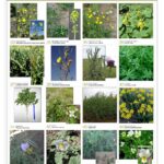 inta_lamina_5_hoja_anchac_page-0001