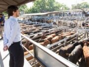 El precio real del novillo de consumo marca un nuevo récord en medio de amenazas oficiales