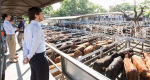 El precio real del novillo de consumo marca un nuevo récord en medio de amenazas oficiales