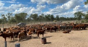 Continúan los allanamientos en los campos de Alperovich: ya encontraron casi 1.000 vacunos robados