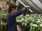 Buscan remediar suelos con plomo mediante una planta ornamental