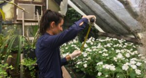 Buscan remediar suelos con plomo mediante una planta ornamental