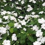plomo-detalle-impatiens