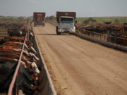 Feedlot: los efectos que dejó el verano 2021 sobre el ganado