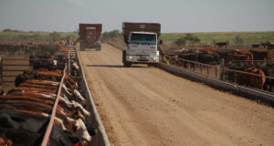 Feedlot: los efectos que dejó el verano 2021 sobre el ganado