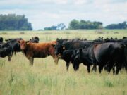 España importará genética Angus desde nuestro país