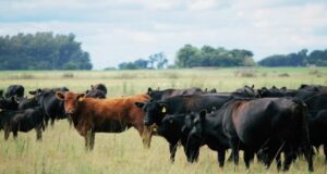 España importará genética Angus desde nuestro país