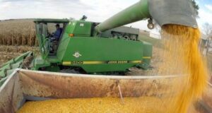 Ocho de cada diez productores prevén vender parte de su cosecha en esta campaña