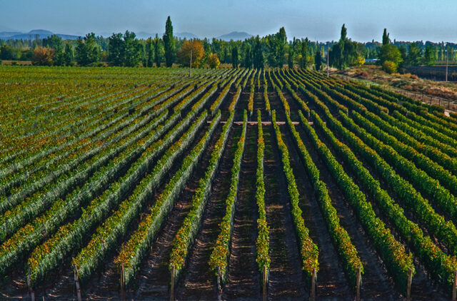 05 - 05 - informe vitivinicola 1