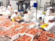 El langostino registró su valor más alto de los últimos años