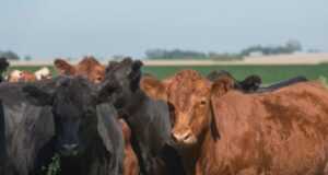 La Bolsa de Rosario presenta Rosgan Faena, mercado para consumo y exportación